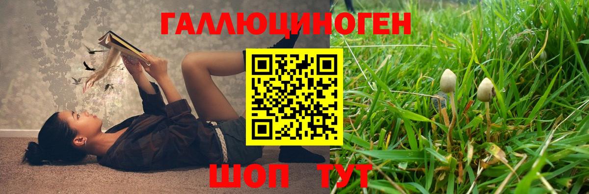 Железногорск  Галлюциногенные грибы Cubensis  Вход с VPN 